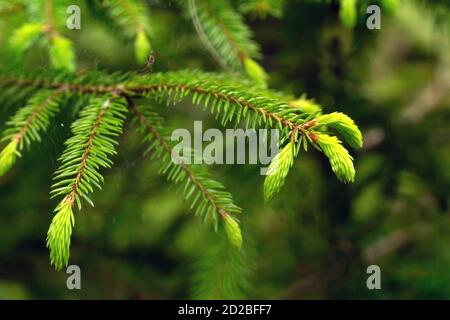Young spring shoots of a spruce branch are bright green on a blurred background close-up, copy space. Fresh cones on a green fir tree. Stock Photo