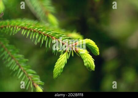 Young spring shoots of a spruce branch are bright green on a blurred background close-up, copy space. Fresh cones on a green fir tree. Stock Photo