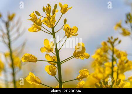 Beautiful rapeseed flowers close-up on a blue sky background with clouds, background. Stock Photo