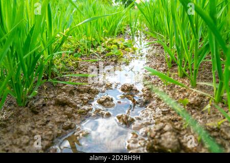 Young green rye sprouts on a Sunny day after rain. Agricultures. Stock Photo