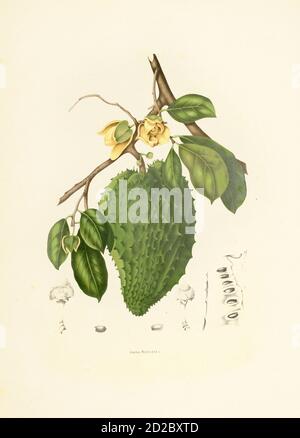 Antique 19th-century engraving of an annona muricata (also known as soursop, Brazilian pawpaw, prickly custard apple or Soursapi). Illustration by Ber Stock Photo