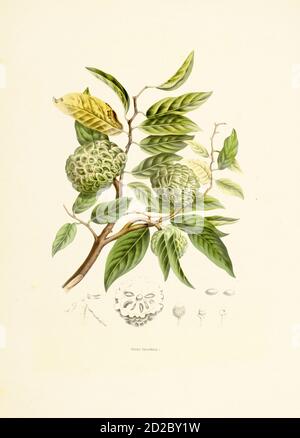 Antique 19th-century engraving of an annona squamosa, also known as sugar apple. Illustration by Berthe Hoola van Nooten from the book Fleurs, Fruits Stock Photo