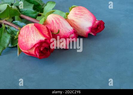Three beautiful yellow-red roses lie on a dark blue background. Stock Photo