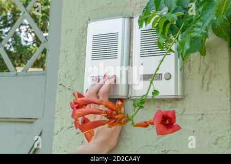 girl's hand is ringing a white intercom on the street on a sunny summer day, pink flowers near the intercom Stock Photo