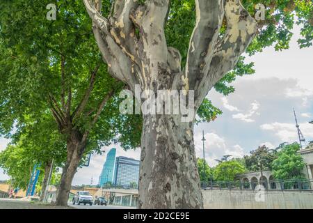 Bottom-up view of an interesting plane tree trunk on a street in Tbilisi on a sunny day Stock Photo