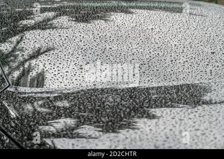raindrops on the hood of a black car with the reflection of trees Stock Photo