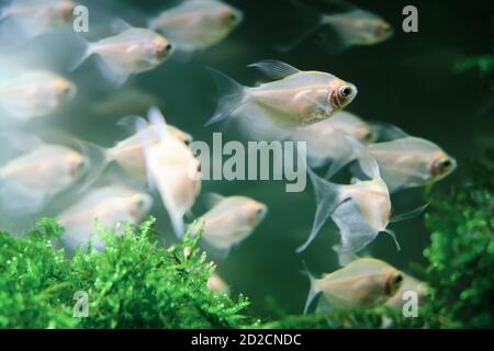 Ordinary ternetia (Gymnocorymbus ternetzi, white tetra) is a species of freshwater ray-finned fish in the family characinae Stock Photo