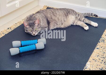 cat training mat