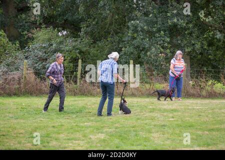 Dog Training class. Owners holding a Border Collie and Black Labrador on longer leads whilst gaining  eye contact and by voice command, and a tasty ti Stock Photo