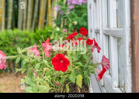 Beautiful bright summer flowers are on the windowsill of a white wooden window. Stock Photo