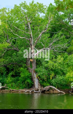 Dead tree on the shore of Lake Hefner in Oklahoma City Stock Photo