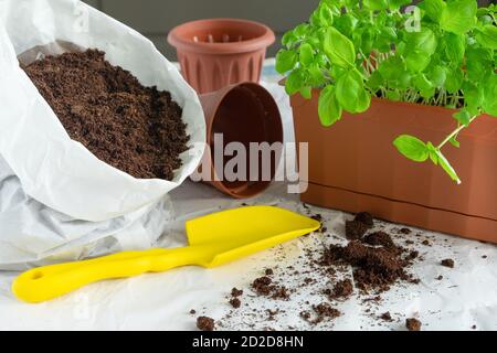 Transplantation of basil seedlings. A home garden. Growing herbs on the windowsill or balcony Stock Photo