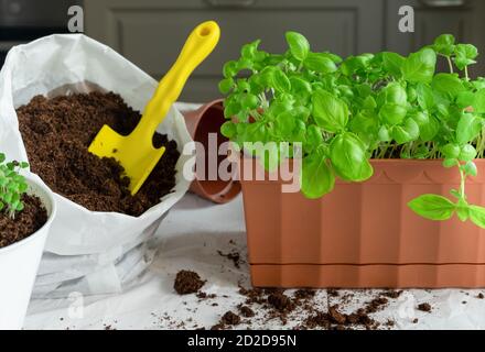 Transplantation of basil seedlings. A home garden. Growing herbs on the windowsill or balcony Stock Photo