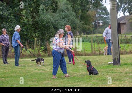 Dog Training class. Owners holding a distracted Border Collie,  and an obedient Black Labrador, on longer leads whilst gaining  attention, eye contact Stock Photo