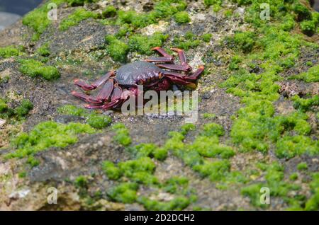 Rock crab Grapsus adscensionis in Arinaga. Aguimes. Gran Canaria. Canary Islands. Spain.
