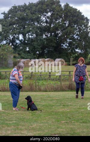 Dog trainng class. Companion animal, pet, black spanial  outdoors, in the field, taking instruction with reward titbit bag. Instructor observing. Stock Photo