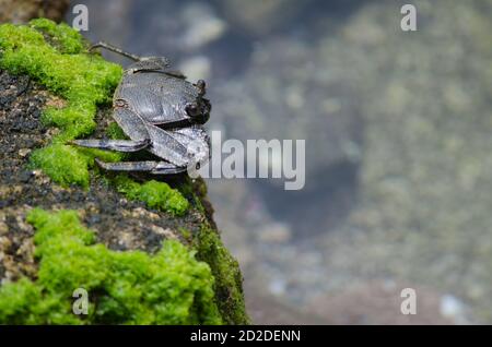 Rock crab Grapsus adscensionis in Arinaga. Aguimes. Gran Canaria. Canary Islands. Spain.