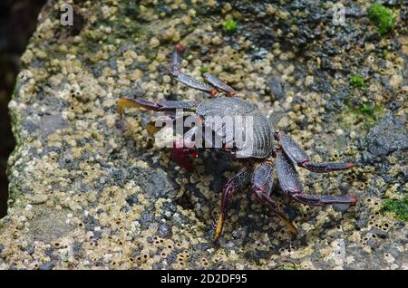 Rock crab Grapsus adscensionis in Arinaga. Aguimes. Gran Canaria. Canary Islands. Spain.