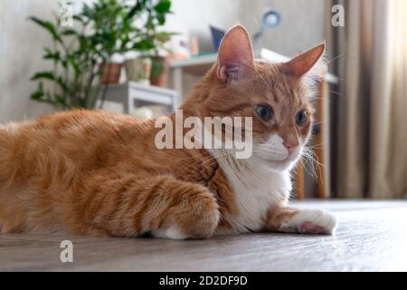 Sad red-haired pet cat lies on the floor of a natural tree Stock Photo