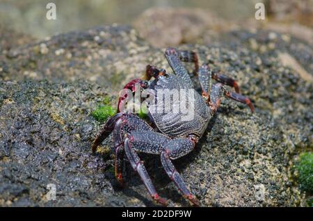 Rock crab Grapsus adscensionis in Arinaga. Aguimes. Gran Canaria. Canary Islands. Spain.