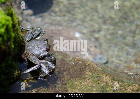 Rock crab Grapsus adscensionis in Arinaga. Aguimes. Gran Canaria. Canary Islands. Spain.