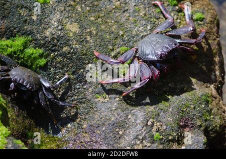 Rock crabs Grapsus adscensionis in Arinaga. Aguimes. Gran Canaria. Canary Islands. Spain.