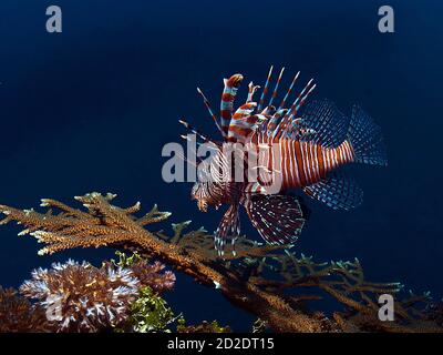 Red Lionfish (Pterois volitans) over Mbike Wreck Stock Photo