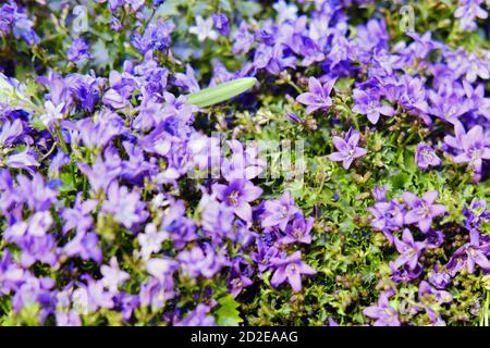 Portenschlag's Bellflower (Campanula portenschlagiana) is a small ornamental herbaceous plant, a species of the Bellflower genus in the Bell family (C Stock Photo