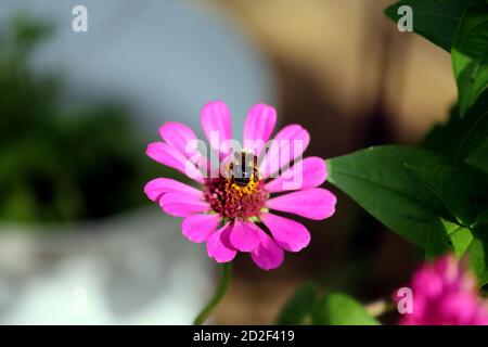 Bumble bee on a flower Stock Photo