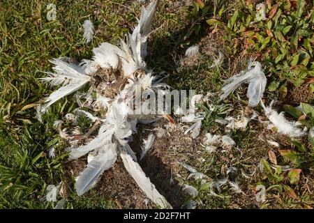 Dead bird body decomposing Stock Photo - Alamy
