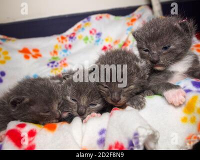 Four one-week-old kittens lined up, paws showing. Adorable. Stock Photo