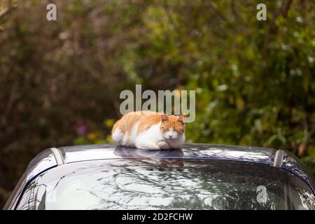 Homeless street ginger cat lies and sleeping or resting on the roof of parked car Stock Photo