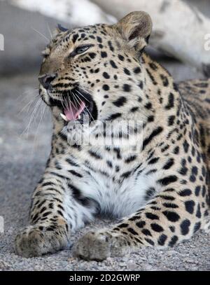 Diana, a six-year-old female rare Amur leopard, yawns in her open-air cage at the Royev Ruchey zoo in Krasnoyarsk, July, 11, 2010. The Amur leopard (Panthera pardus orientalis), also known as the Manchurian leopard, is one of the rarest felines in the world with an estimated 30 to 35 individuals remaining in the wild, according the ALTA (the Amur Leopard and Tiger Alliance).   REUTERS/Ilya Naymushin  (RUSSIA - Tags: ANIMALS)