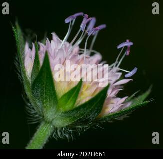 detail of stamen of a pink wildflower on black background Stock Photo