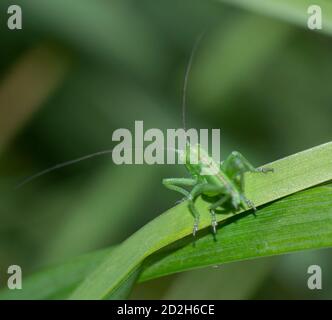 Close-up of a small cricket on a blade of grass