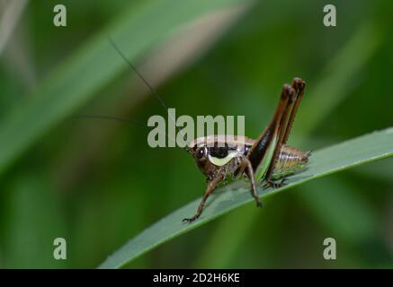 Close-up of a small cricket on a blade of grass