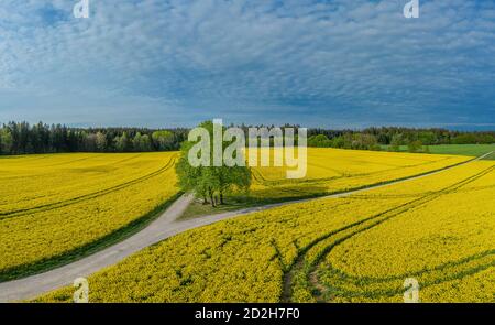 A lonely tree in the middle of a big yellow rapeseed field. Stock Photo