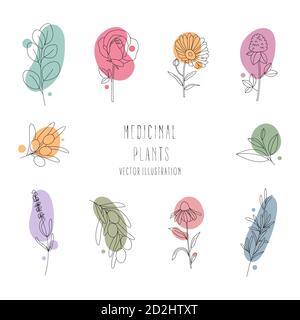 Set of medicinal plants.Line art.Contour Stock Vector