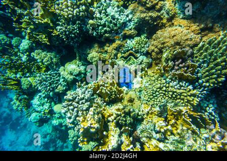 Colorful barrier reef in Sharm El Sheikh in the Red Sea (Egypt). Stock Photo