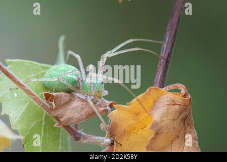 Green Lynx Spider (Peucetia viridans) on plant with fall colors Stock Photo