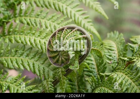 Fiddle head, fern close up in the forest. Spiral in nature, green fern Stock Photo