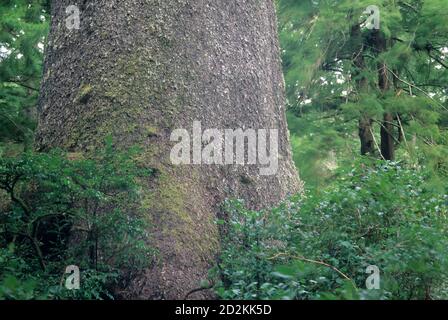 Giant Sitka spruce (Picea sitchensis), Cape Meares State Park & National Wildlife Refuge, Oregon Stock Photo