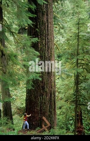 Doerner Fir-worlds largest Douglas fir (Pseudotsuga menziesii), Coos ...