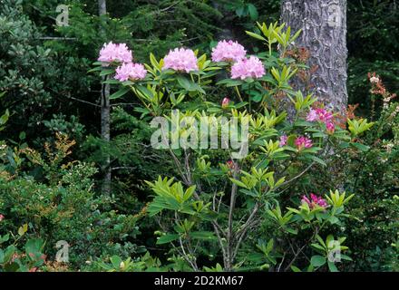 Pacific rhododendron (Rhododendron macrophyllum) in Siltcoos River area, Oregon Dunes National Recreation Area, Oregon Stock Photo