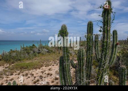 Tropical seascape with cactus in Cubagua island (Venezuela). Stock Photo