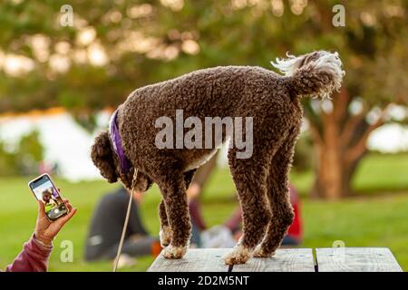 Washington DC, USA 10/02/2020: A brown poodle is standing on a wooden picnic bench at a park outdoor. A woman is showing the dog its photo taken by a Stock Photo