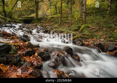 Beautiful woodland stream cascading past autumn leaves in hardwood forest in Pennsylvania, U.S.A. Stock Photo