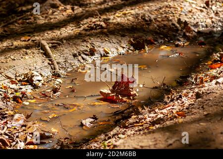 An abstract close up image of forest floor in autumn featuring fallen leaves in and around a rain puddle on a hiking path. Image was taken after rain Stock Photo