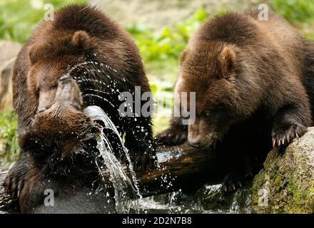 Young Kamchatka brown bears play in their enclosure at the 'Tierpark Hagenbeck' zoo in Hamburg September 20, 2007. The four nine-month old bears, one female and three male, who recently arrived from Moscow zoo, have yet to be named.    REUTERS/Christian Charisius (GERMANY)