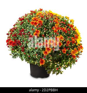 Yellow and red two-tone winter chrysanthemum flowers on white background Stock Photo